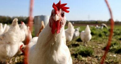 Aucun signe de propagation de la grippe aviaire H5N1 entre humains, selon le chef de l'OMS